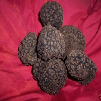 raccoglitore commerciante tartufi italiani TRADER ITALIAN TRUFFLES made in Italy luxury