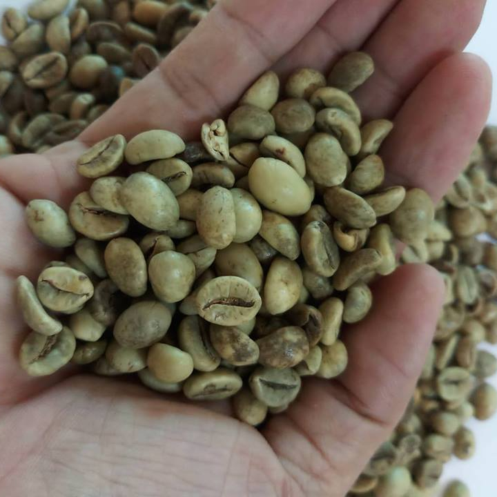 Вьетнам ROBUSTA кофейные зерна класса 1 экран 16 влажной полировки