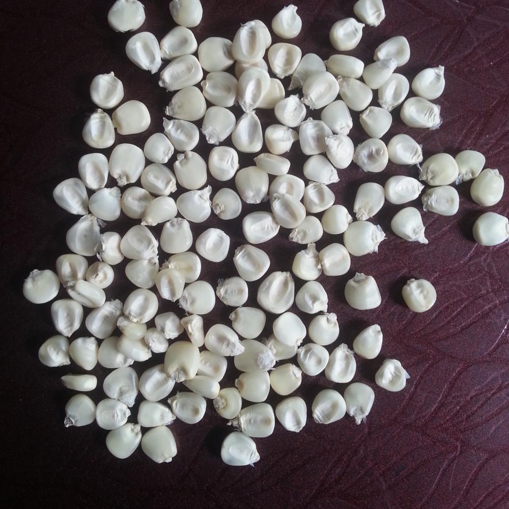 DRIED WHITE MAIZE
