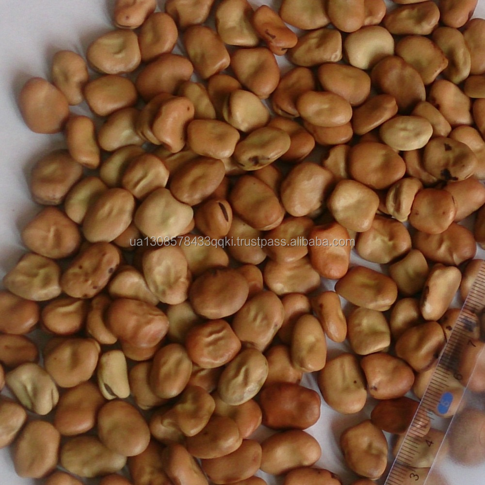 Фасоль Fava/Широкие бобы 50-80/100
