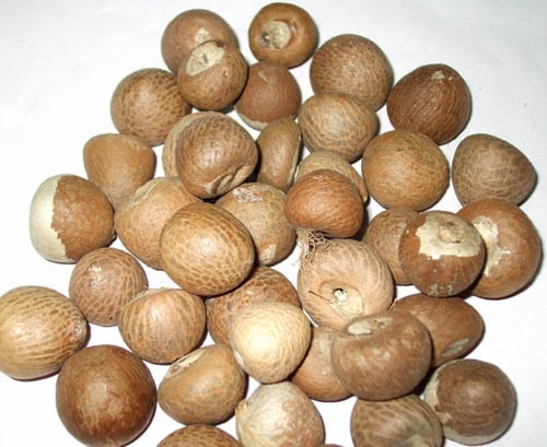 Betelnut/Betel Nut Supari для импортера-высокое качество-МС: праздник + 84-845-639-639 (Whatsapp)