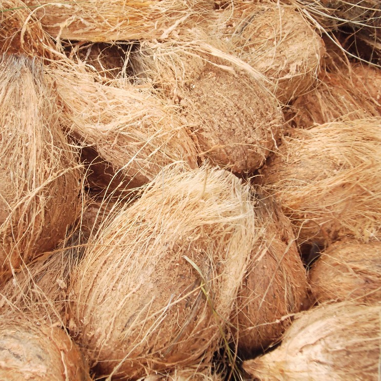 MATURED SEMI HUSKED COCONUT EXPORTER