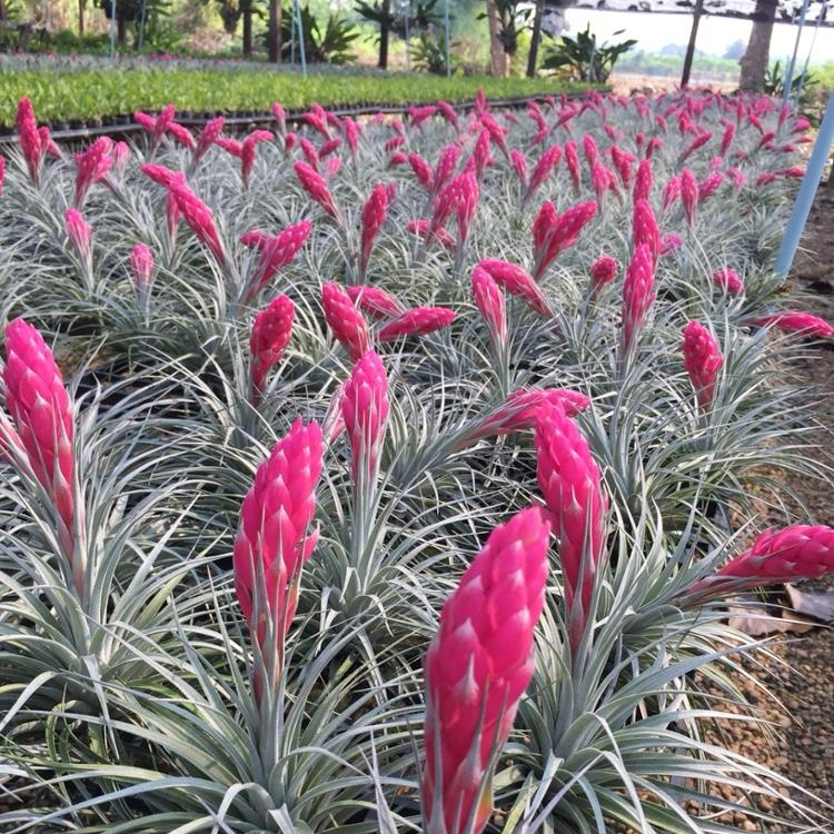 Бестселлер Tillandsia хлопковые конфеты Houston Air Plant Таиланд