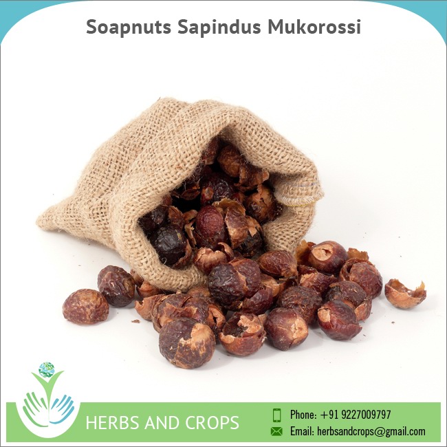 Мыльные орехи Sapindus Mukorossi