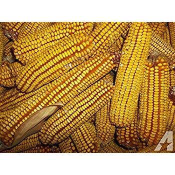 YELLOW CORN for animal feed(Maize), Ukraine High Quality, NON GMO