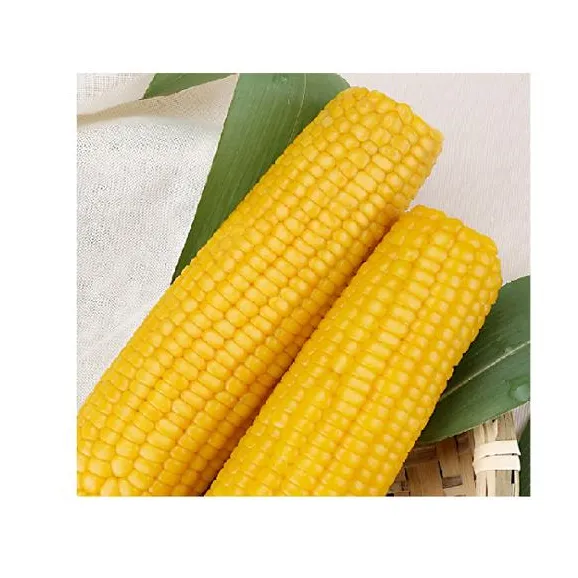 Boiled frozen Yellow Corn / IQF Frozen Sweet Yellow Corn Cut / Dried sweet yellow corn in Vietnam Ms Holiday +84 845 639 639