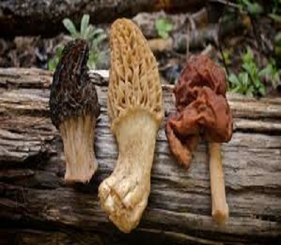 Производитель морелей из Индии