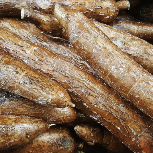 Hot sales price FRESH CASSAVA / TAPIOCA STARCH FOR SALE