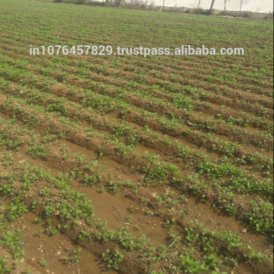 MARUTI CORIANDER SEEDS KALMI FOR SOWING