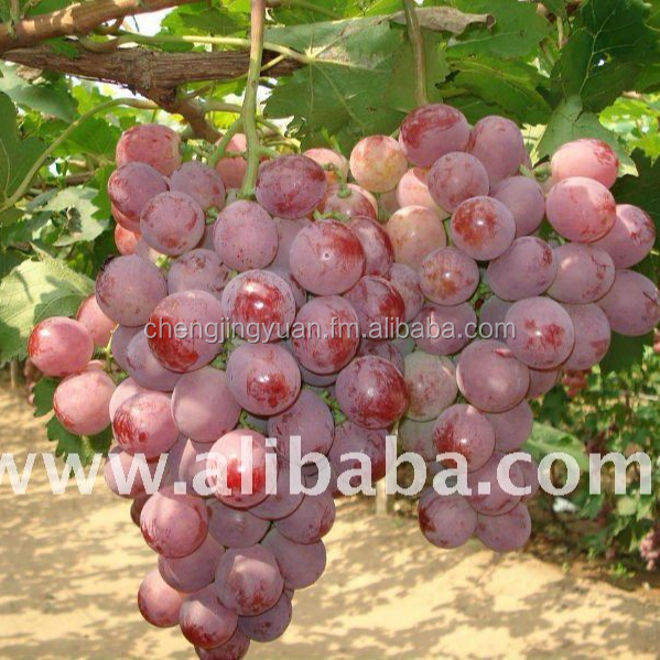 Fresh Grapes