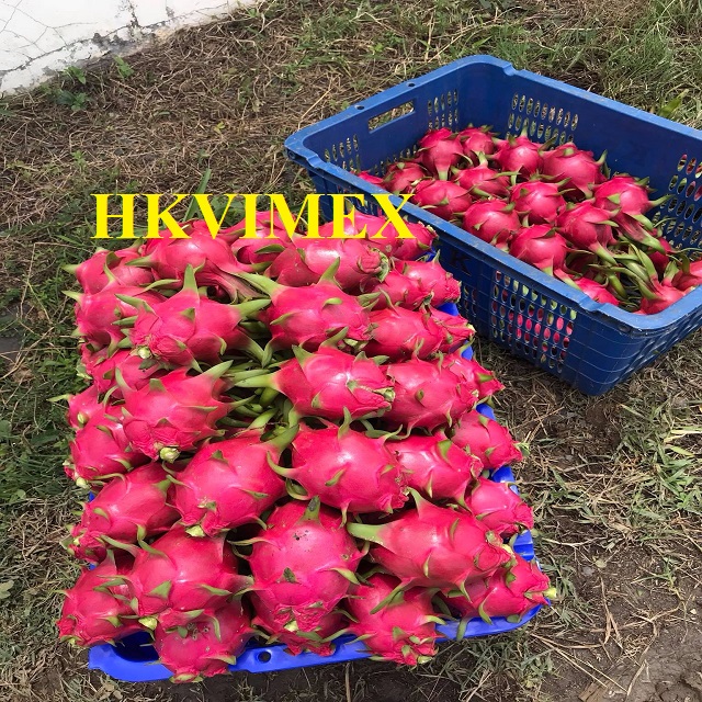 Свежие фрукты дракон из Hoang Kim