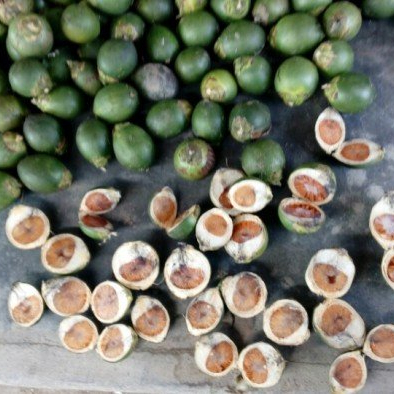 100% натуральные зеленые свежие орехи betel/орехи Areca из Вьетнама-самая конкурентоспособная цена-МС: Праздник whatsapp: + 84-845-639-654