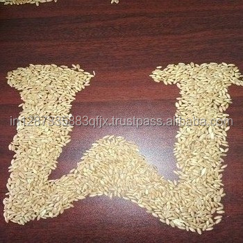 Indian Soft Non- GMo Wheat