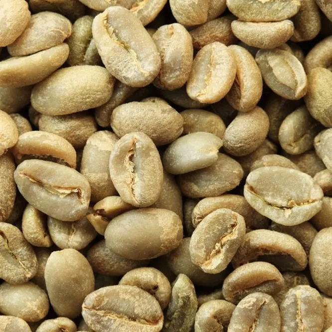 Robusta green coffee beans Vietnam