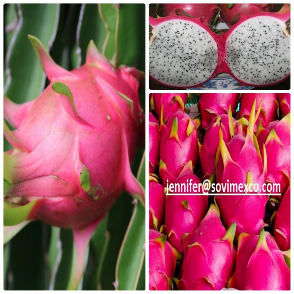 DRAGON FRUIT OFVIETNAM'S EXPORTER FOR WHOLESALES