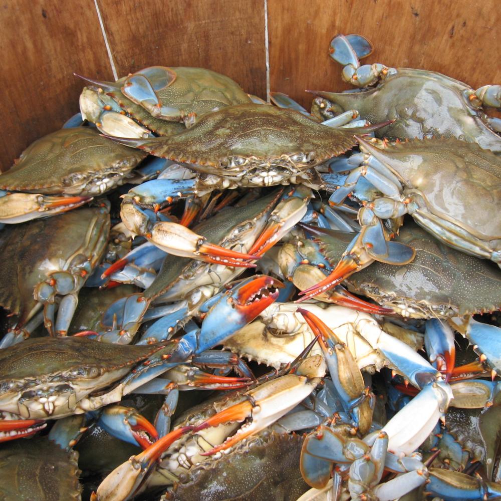 Морепродукты, замороженный краб, Хрустящая Жареная еда