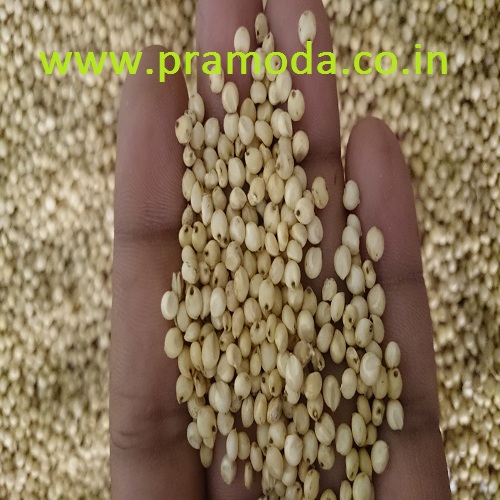 sorghum grain animal feeds