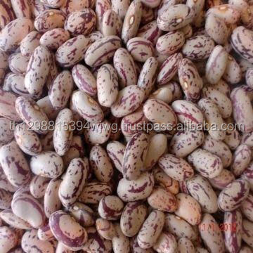 LSKB/Легкая зернистая фасоль/Pinto Beans/Sugar Beans