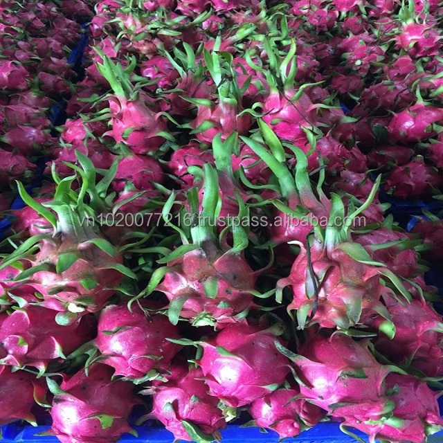 DRAGON FRUIT HIGHT QUALITY