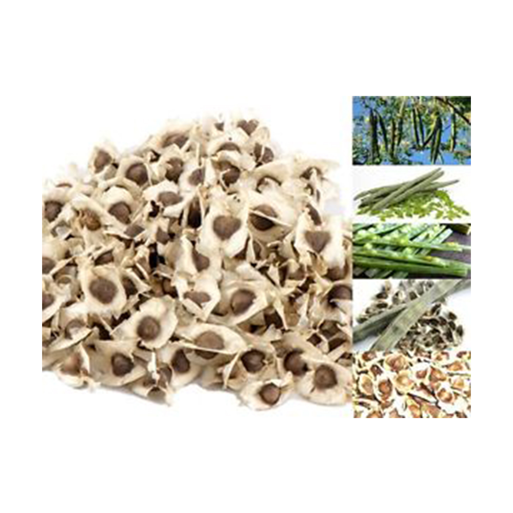 Cholesterol Control Moringa Seeds