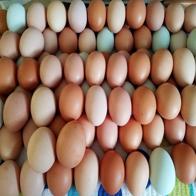 fresh chicken eggs
