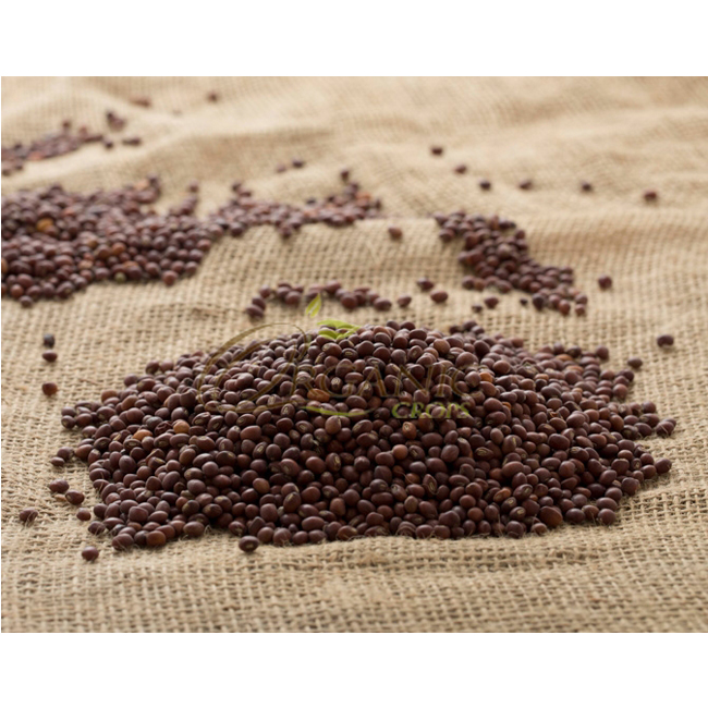 Sudan Organic Pigeon Pea at Least Price