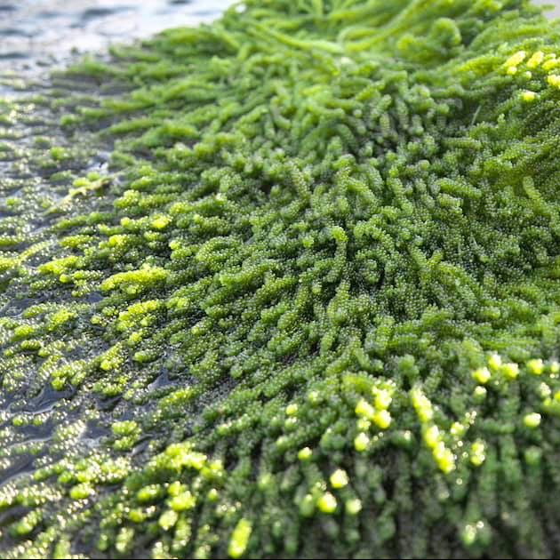 CAULERPA LENTILLIFERA/свежий морской виноград/хорошо для вашего здоровья/Лучшая цена во Вьетнаме