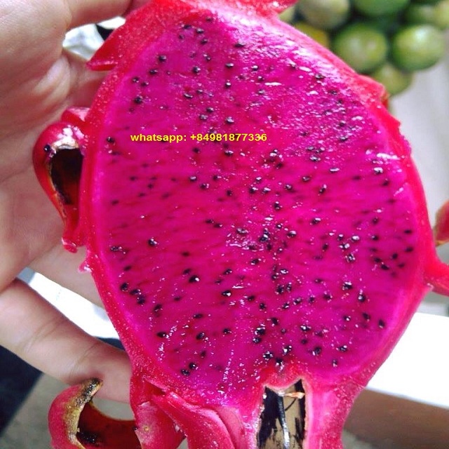 Dragonfruits по хорошей цене
