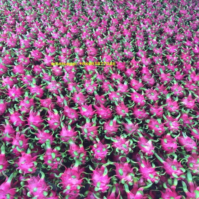FRESH RED DRAGON FRUITS, HIGHT QUALITY, CHEAP PRICE