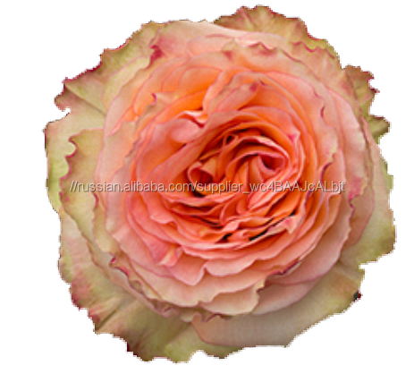 Премиум Английский David Austen Garden Roses из Кении