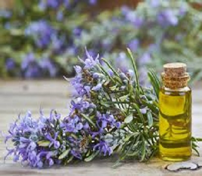 Best Quality Rosemary Oil from India