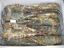 Замороженные Лангустов