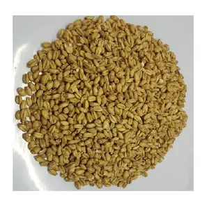New Grade A Imported Finest Quality Barley Malt by Trusted Manufacturer