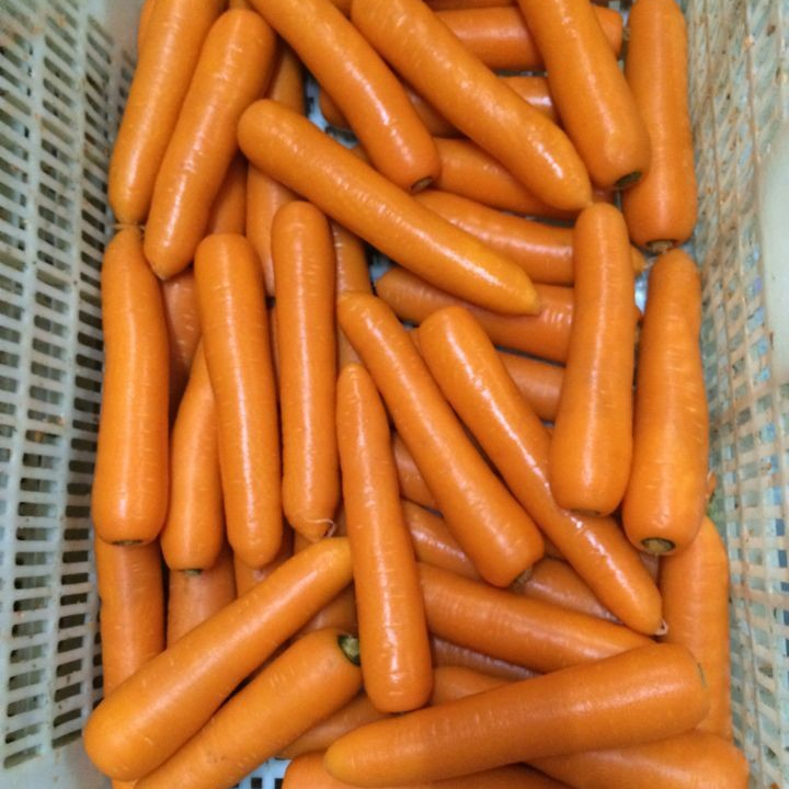 Fresh carrot