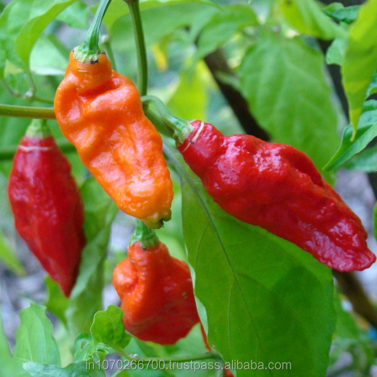 Сушеная печь Bhut jolokia pods