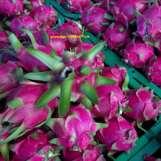 dragon fruit product