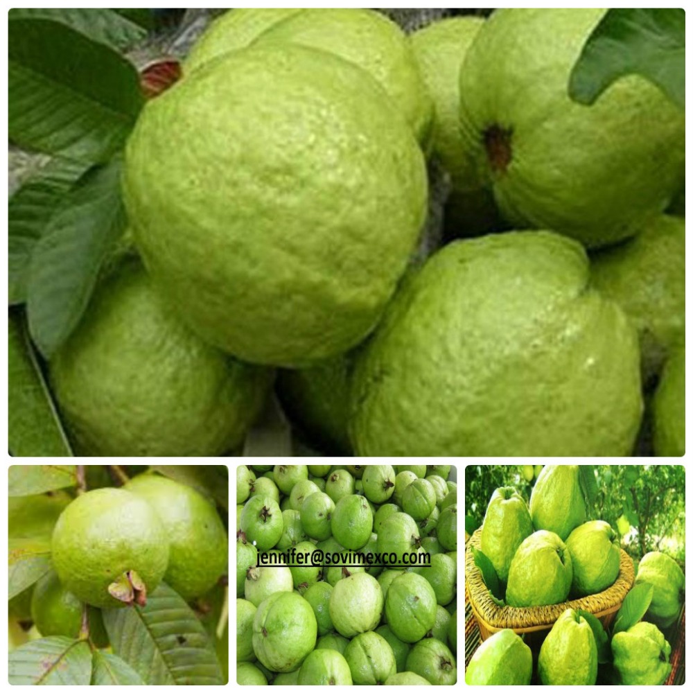 BEST PRICE GUAVA WITH HIGH QUALITY