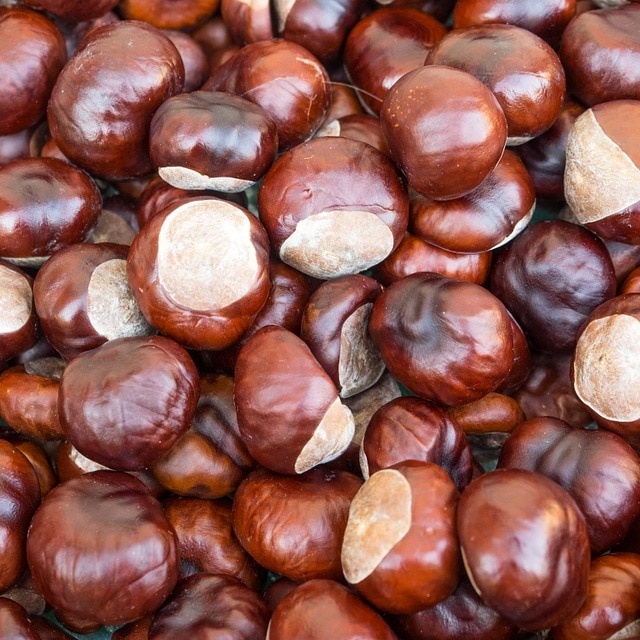 wholesale frozen chestnut good quality best price