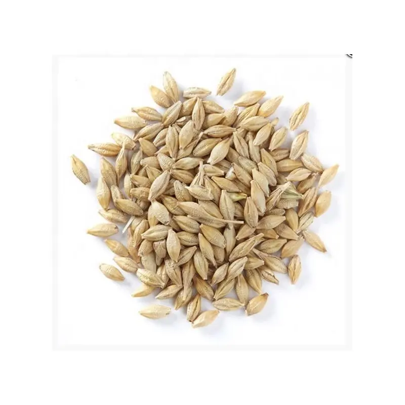 100% Best Quality Barley Seeds