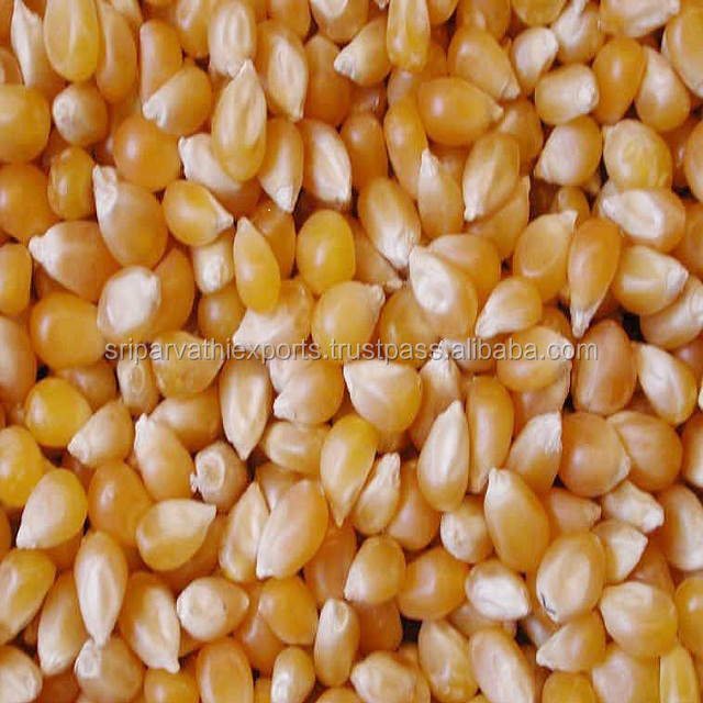 Yellow maize for animal feed( 50 kg bags)