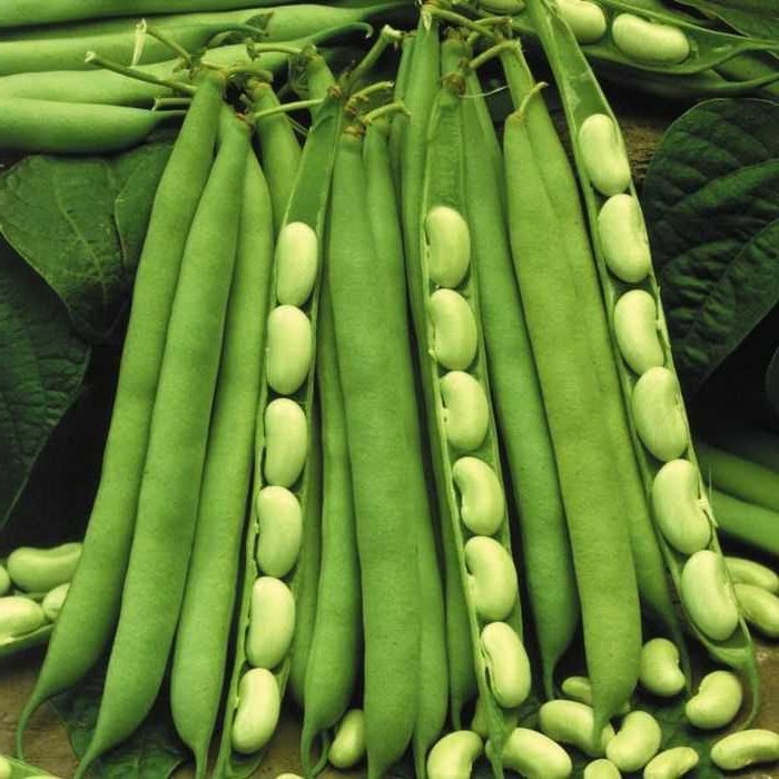100% Organic Green Mung Beans/ Moong Dal Sprout Mung Beans Use For Sale