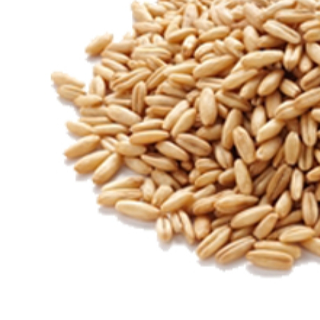 Wheat