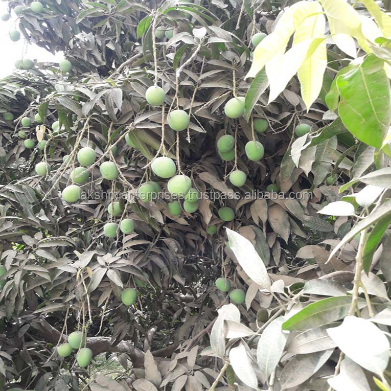 Alphanso, Bombay Fresh Mango Пакистан происхождение Langra 2-Aman Dusehri 3-Alphanso, Bombay 4-Sammar Bahisht-Fajri Kalan