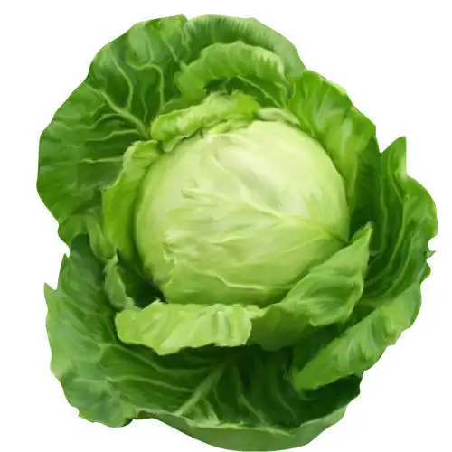Quality Fresh Cabbages,Fresh round cabbages,Fresh Frozen cabbages in stock