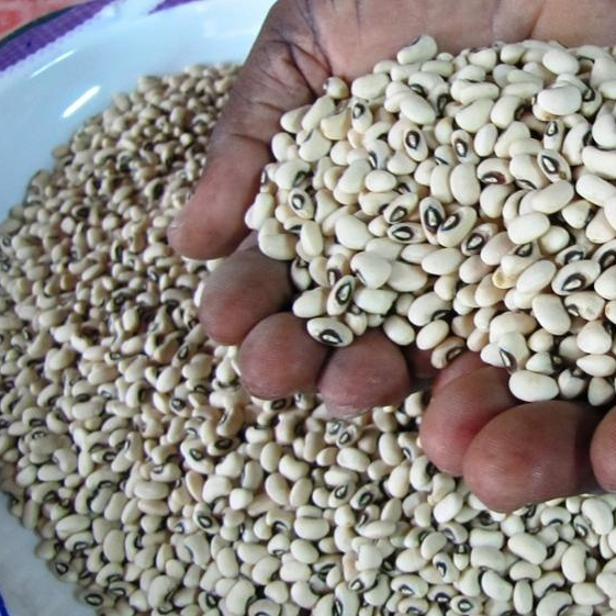 Лучшая цена, качественные бобы Cowpea с черными глазами