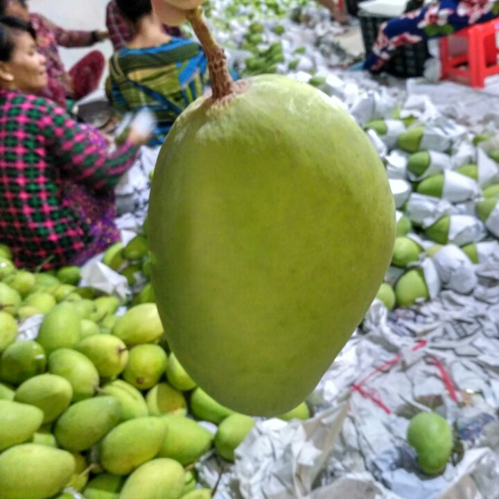 Лучшая цена для Вьетнама FRESH MANGO!