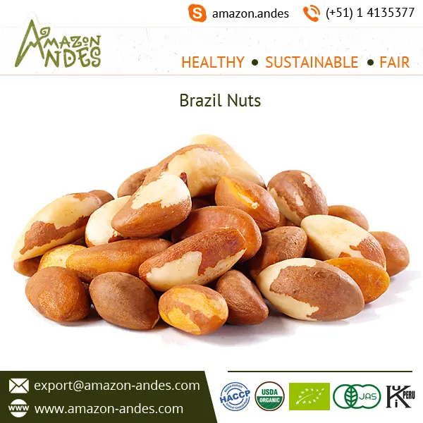 Hot Selling Brazil Nuts Wholesale