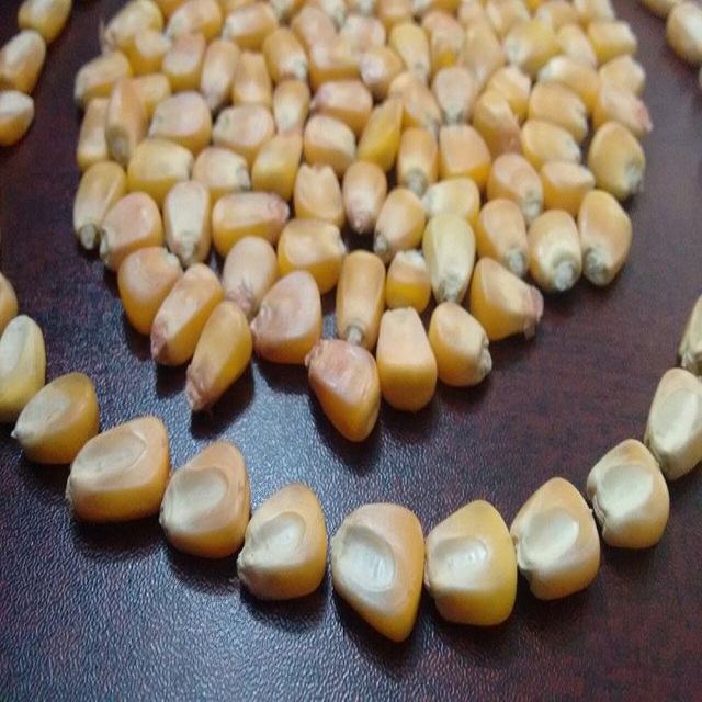 New Crop Dried Yellow Corn Common Cultivation Type India Yellow Corn Animal/Cattle/Poultry Feef For Sale