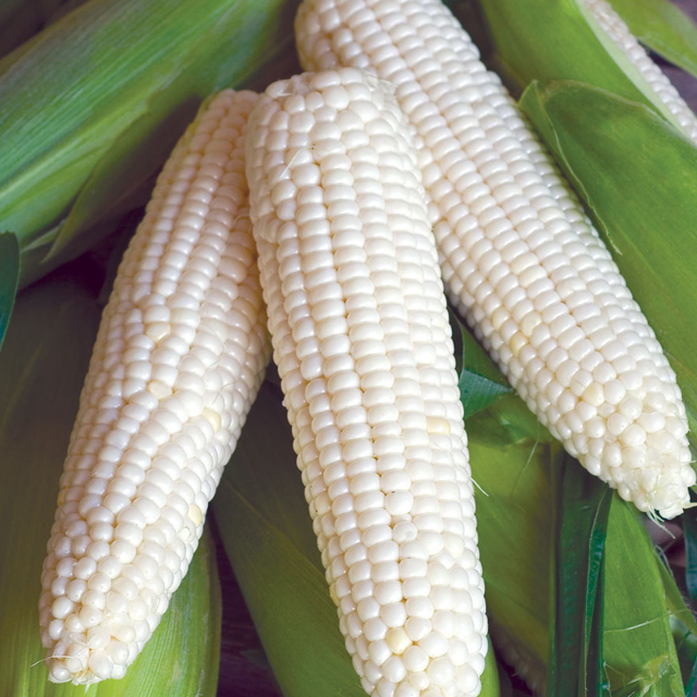 Best Price White Corn for sale from Ukraine