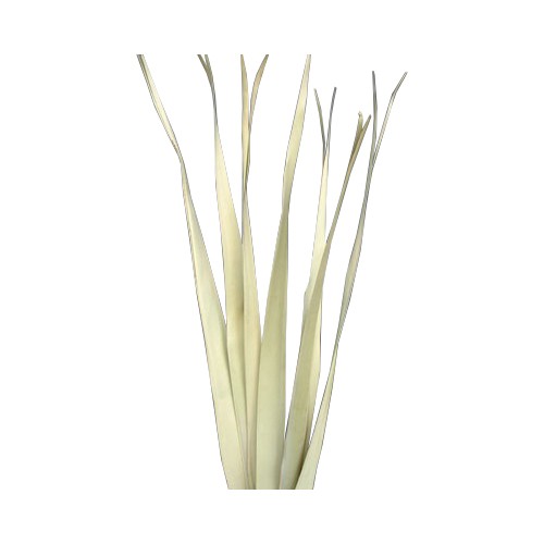 Most Popular Natural Dry Plant Palm Stick Dried Flower